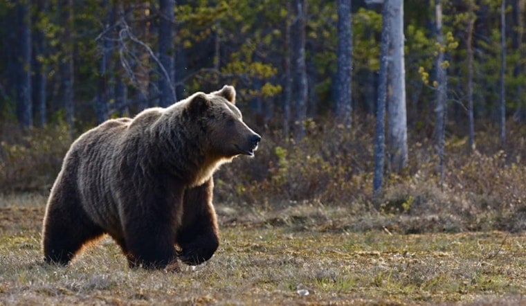 Wobbly Bear Near Placer High Puts Auburn Neighborhood On Edge