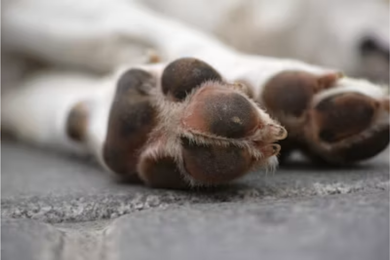Wolfe City Dog Horror: Hunt County Man Jailed After Seven Starving Pets Saved