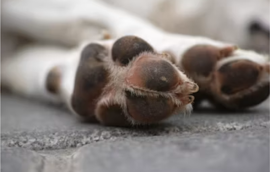 Wolfe City Dog Horror: Hunt County Man Jailed After Seven Starving Pets Saved