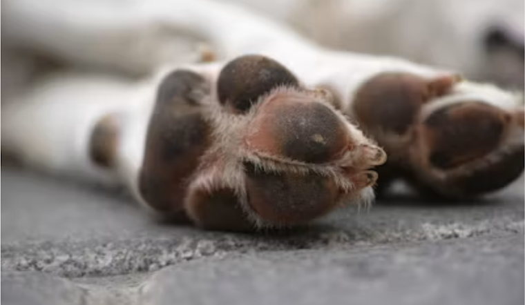Wolfe City Dog Horror: Hunt County Man Jailed After Seven Starving Pets Saved