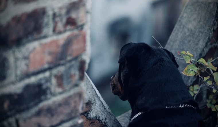 Wrong Turn In Detroit Sends 'Karens' Racing To Save Chained Rottweiler