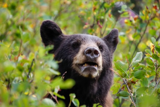 Young Black Bear Takes Casual Stroll From Jaquith Park To Main Street