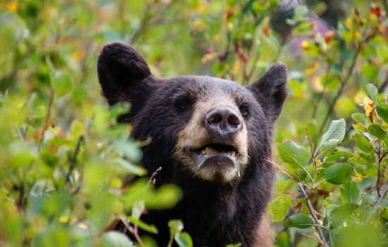 Young Black Bear Takes Casual Stroll From Jaquith Park To Main Street