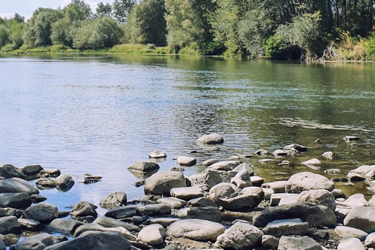 Young Fraser Salmon Trapped In B.C.'s Own 'Chemical Cocktail' River