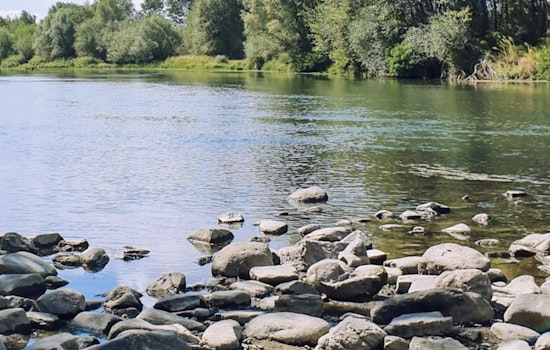Young Fraser Salmon Trapped In B.C.'s Own 'Chemical Cocktail' River