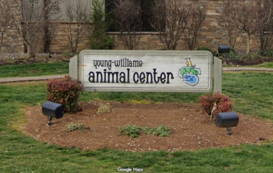 Young‑Williams Needs Fosters As It Cares For 300+ Kittens