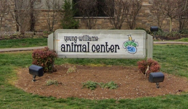 Young‑Williams Needs Fosters As It Cares For 300+ Kittens