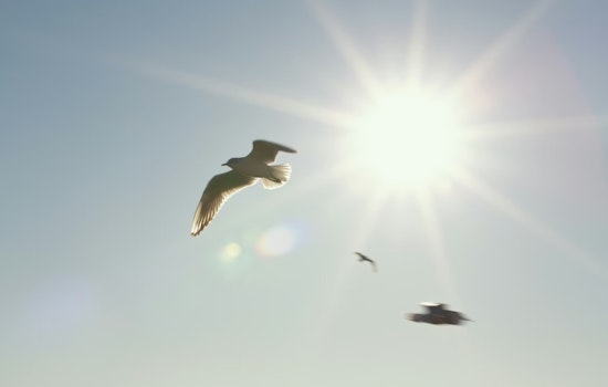 Youngstown Reels After Two Dogs Die In Brutal Spring Heat