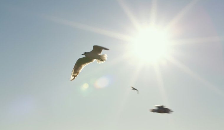 Youngstown Reels After Two Dogs Die In Brutal Spring Heat
