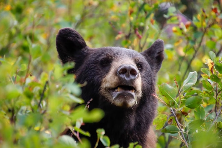 Anderson Township on Edge over Shadowy Black Bear Sighting