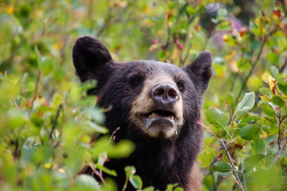 Anderson Township on Edge over Shadowy Black Bear Sighting