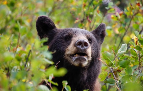 Anderson Township on Edge over Shadowy Black Bear Sighting