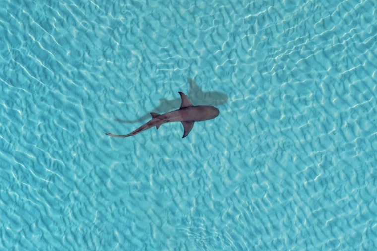 Aptos Drone Hero Buzzes Surfer As Shark Circles Off Seascape Beach