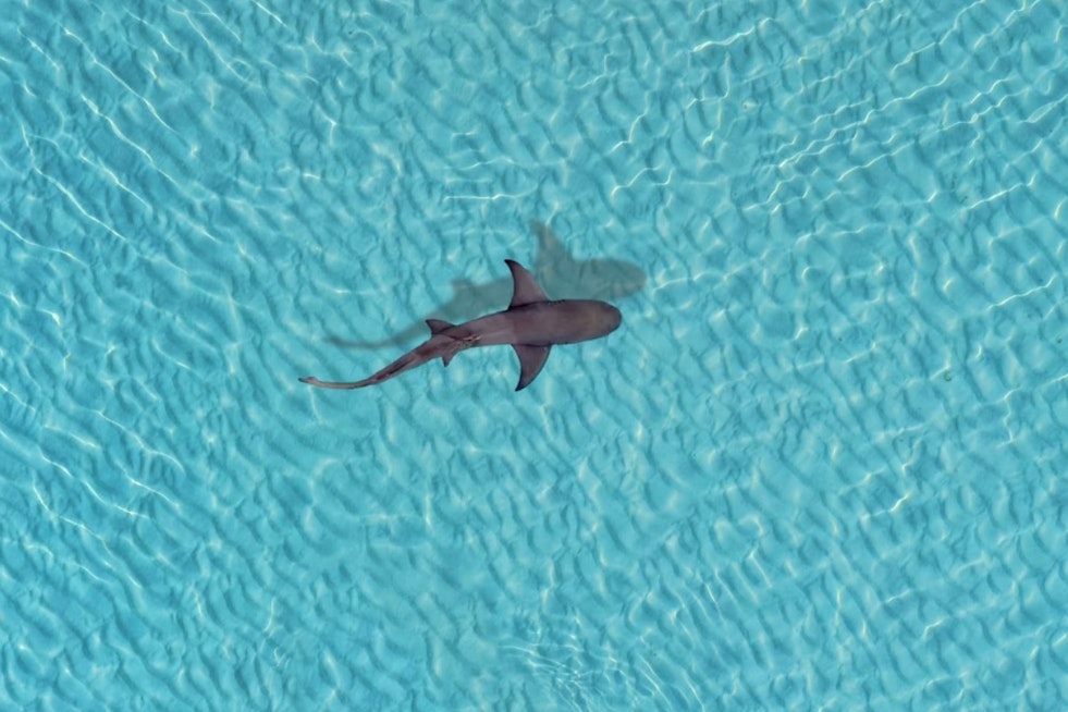 Aptos Drone Hero Buzzes Surfer As Shark Circles Off Seascape Beach