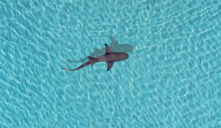 Aptos Drone Hero Buzzes Surfer As Shark Circles Off Seascape Beach