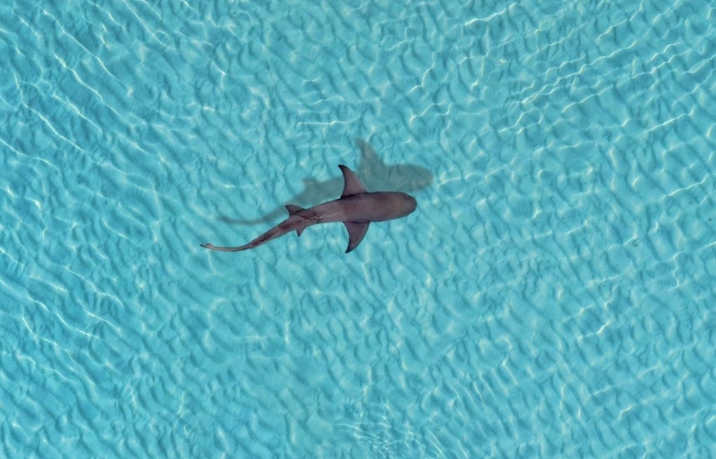Aptos Drone Hero Buzzes Surfer As Shark Circles Off Seascape Beach