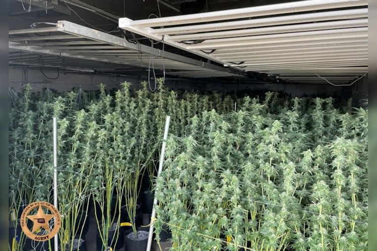Arapaho Pot Farm Raid Yanks 5,414 Plants as ICE Grabs One Suspect