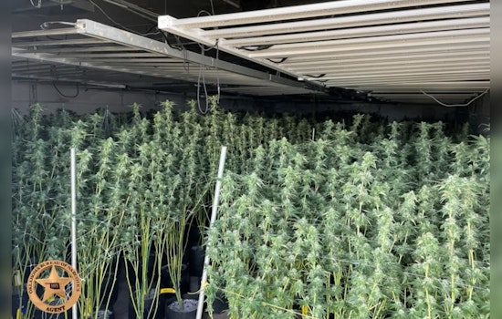 Arapaho Pot Farm Raid Yanks 5,414 Plants as ICE Grabs One Suspect