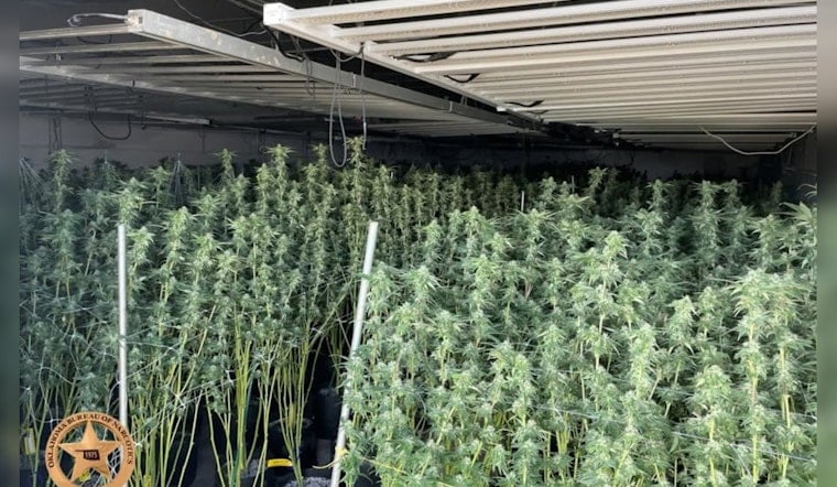 Arapaho Pot Farm Raid Yanks 5,414 Plants as ICE Grabs One Suspect