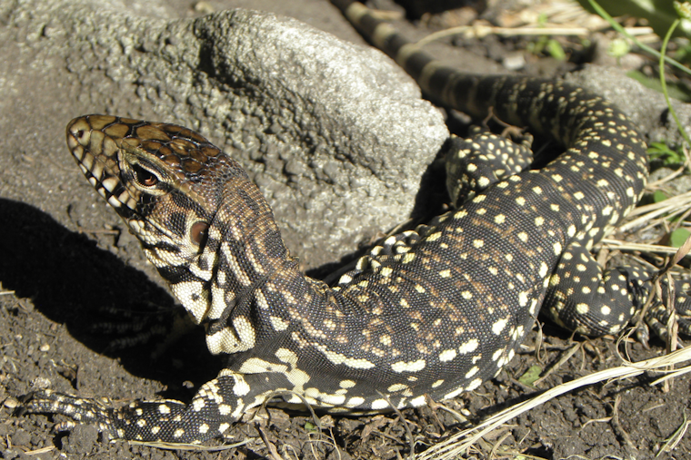 Argentine Tegus Spotted Near Lake Poinsett in Cocoa