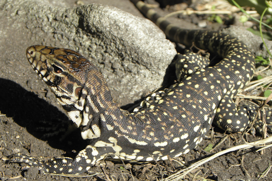 Argentine Tegus Spotted Near Lake Poinsett in Cocoa