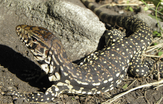 Argentine Tegus Spotted Near Lake Poinsett in Cocoa