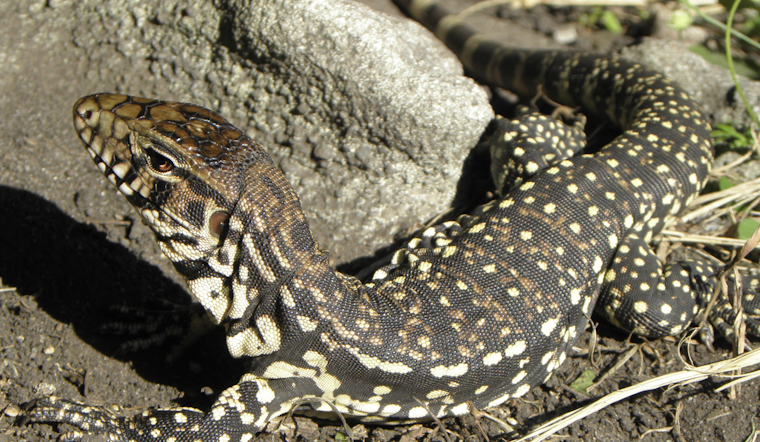 Argentine Tegus Spotted Near Lake Poinsett in Cocoa