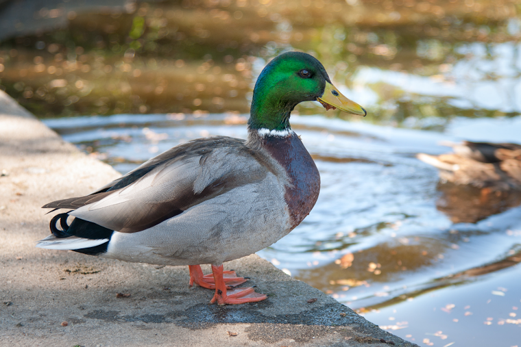 Arrow-Speared Duck Has Fayette County Neighbors On The Hunt