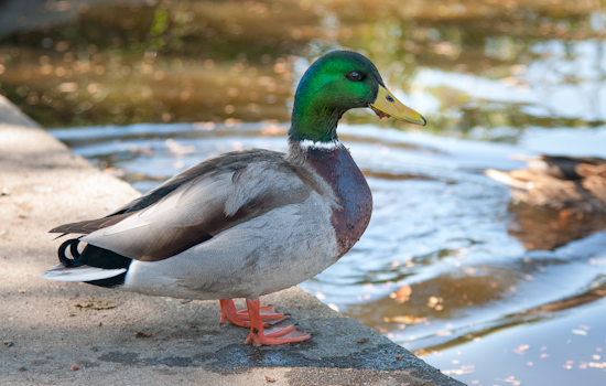 Arrow-Speared Duck Has Fayette County Neighbors On The Hunt