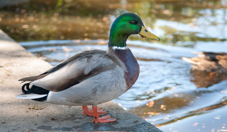 Arrow-Speared Duck Has Fayette County Neighbors On The Hunt