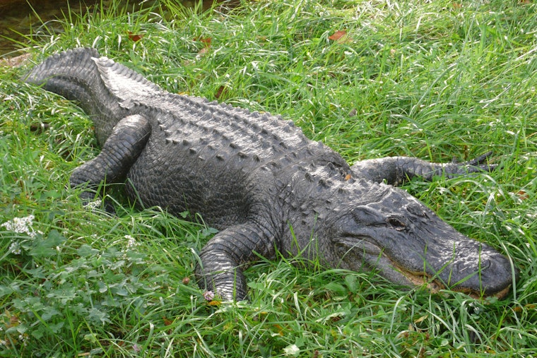 Arthur Turns Luling Street Into Gator Alley As Floodwaters Rise
