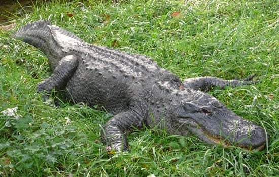 Arthur Turns Luling Street Into Gator Alley As Floodwaters Rise