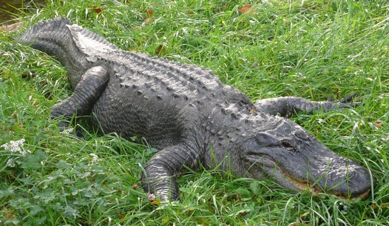 Arthur Turns Luling Street Into Gator Alley As Floodwaters Rise