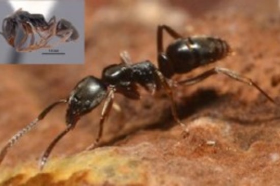 Asian Needle Ants Quietly Take Over North Carolina Yards in a Stinging Invasion