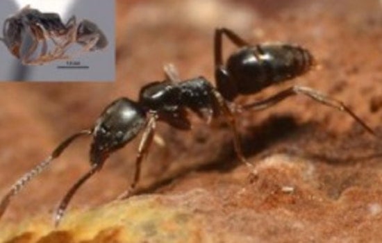 Asian Needle Ants Quietly Take Over North Carolina Yards in a Stinging Invasion