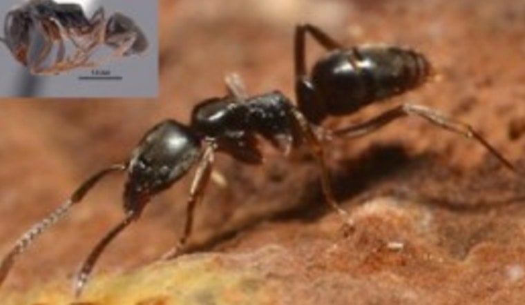 Asian Needle Ants Quietly Take Over North Carolina Yards in a Stinging Invasion