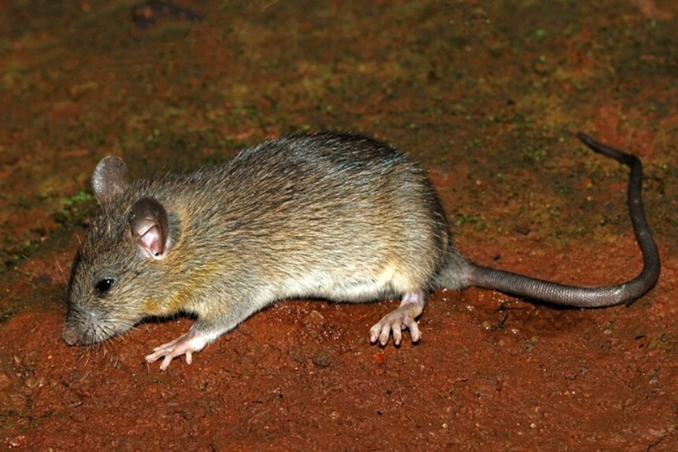 Atlanta Block Under Siege as Rats Run the Neighborhood