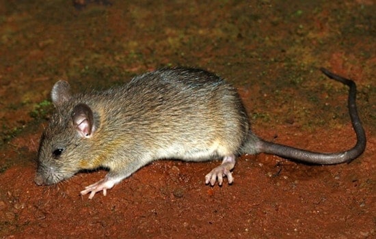 Atlanta Block Under Siege as Rats Run the Neighborhood