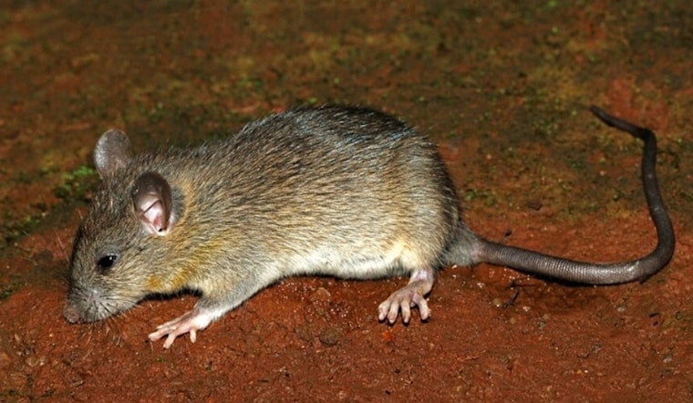 Atlanta Block Under Siege as Rats Run the Neighborhood