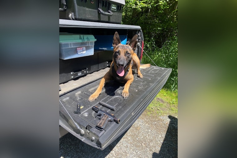 Auburn K-9 Rain Sniffs Out Hidden Gun And Suppressor In Blackberry Tangle