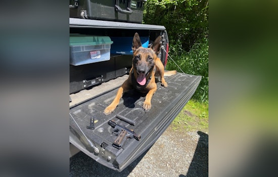 Auburn K-9 Rain Sniffs Out Hidden Gun And Suppressor In Blackberry Tangle