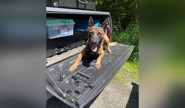 Auburn K-9 Rain Sniffs Out Hidden Gun And Suppressor In Blackberry Tangle