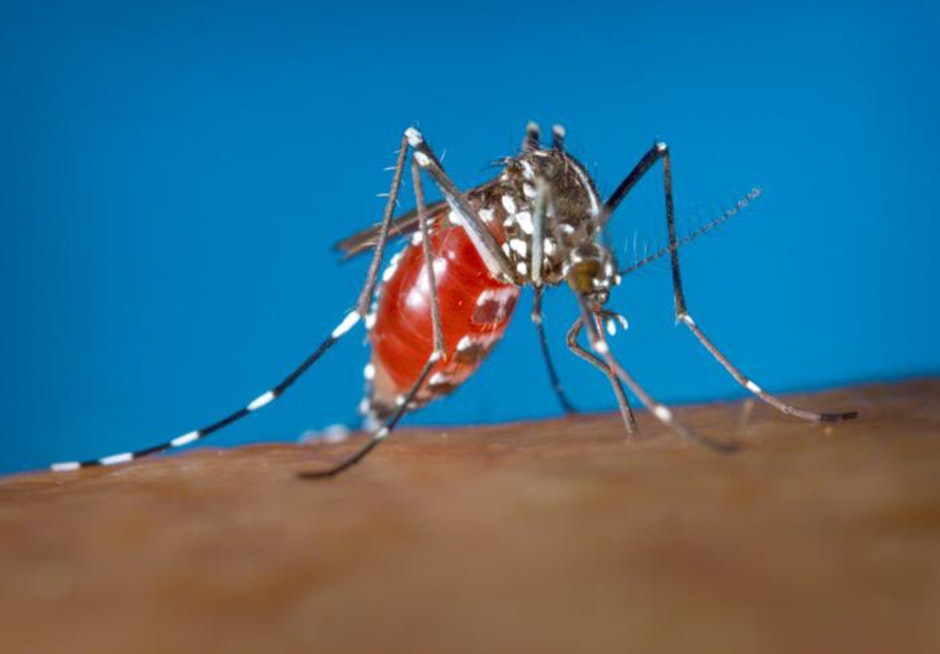 Austin First West Nile Mosquito Pool Tests Positive