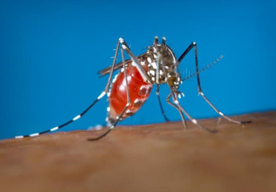 Austin First West Nile Mosquito Pool Tests Positive