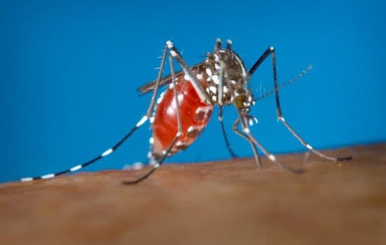 Austin First West Nile Mosquito Pool Tests Positive
