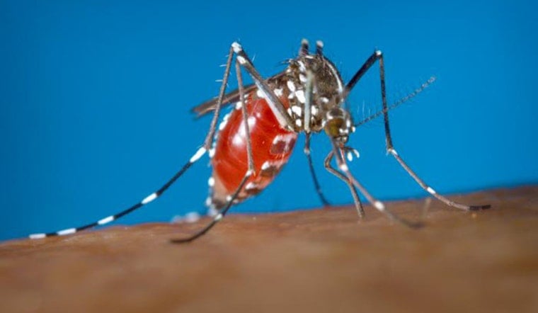 Austin First West Nile Mosquito Pool Tests Positive