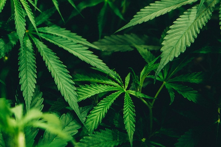 Austin Medical Cannabis Firm Sues Hemp Sellers Over High-THC Products