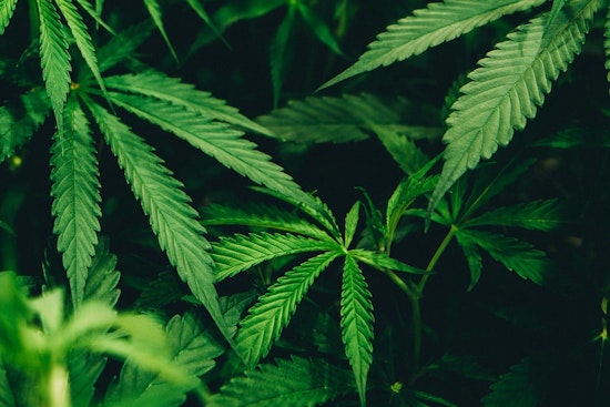 Austin Medical Cannabis Firm Sues Hemp Sellers Over High-THC Products