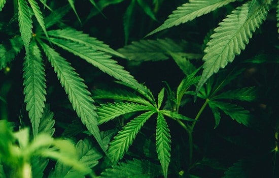 Austin Medical Cannabis Firm Sues Hemp Sellers Over High-THC Products