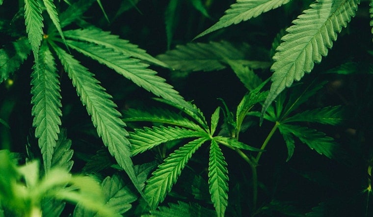 Austin Medical Cannabis Firm Sues Hemp Sellers Over High-THC Products